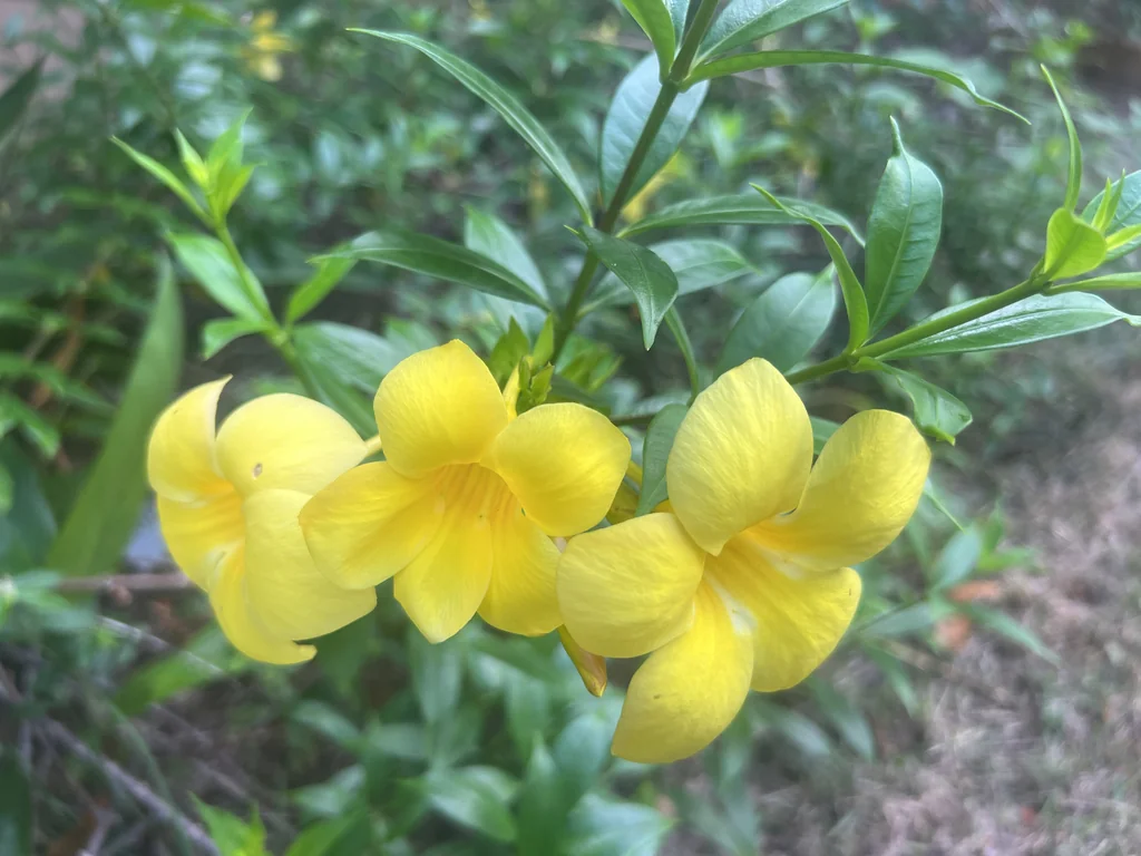 Allamanda Cathartica