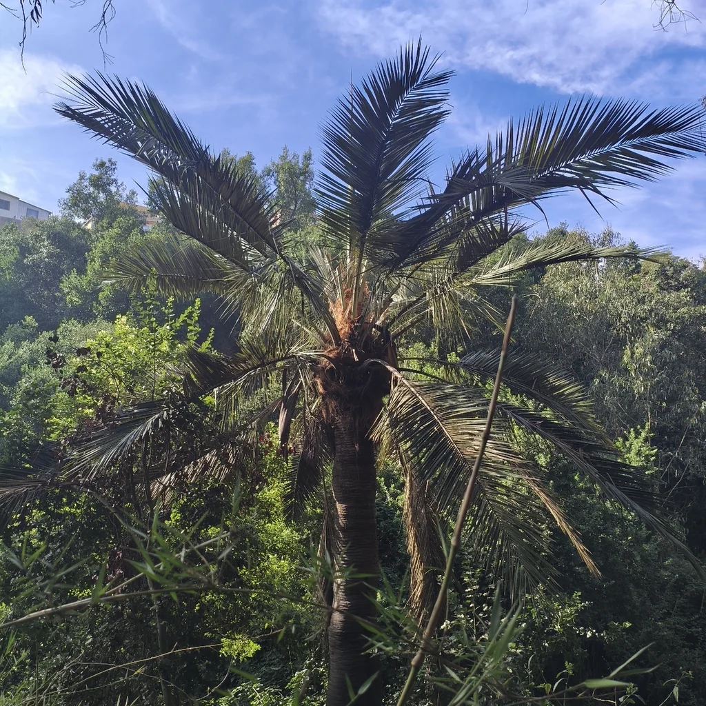 Jubaea Chilensis