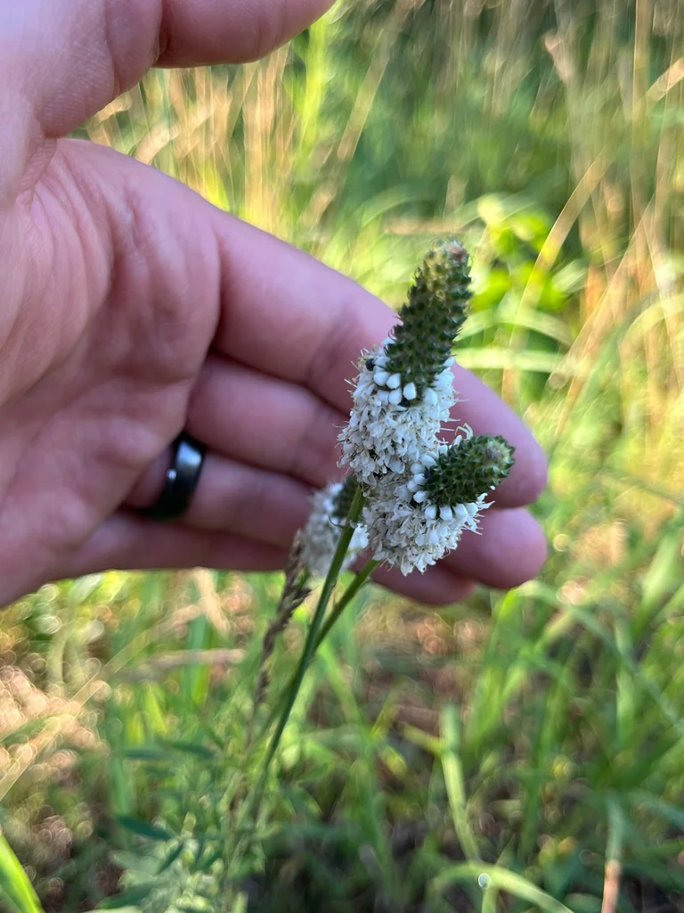 Dalea Candida