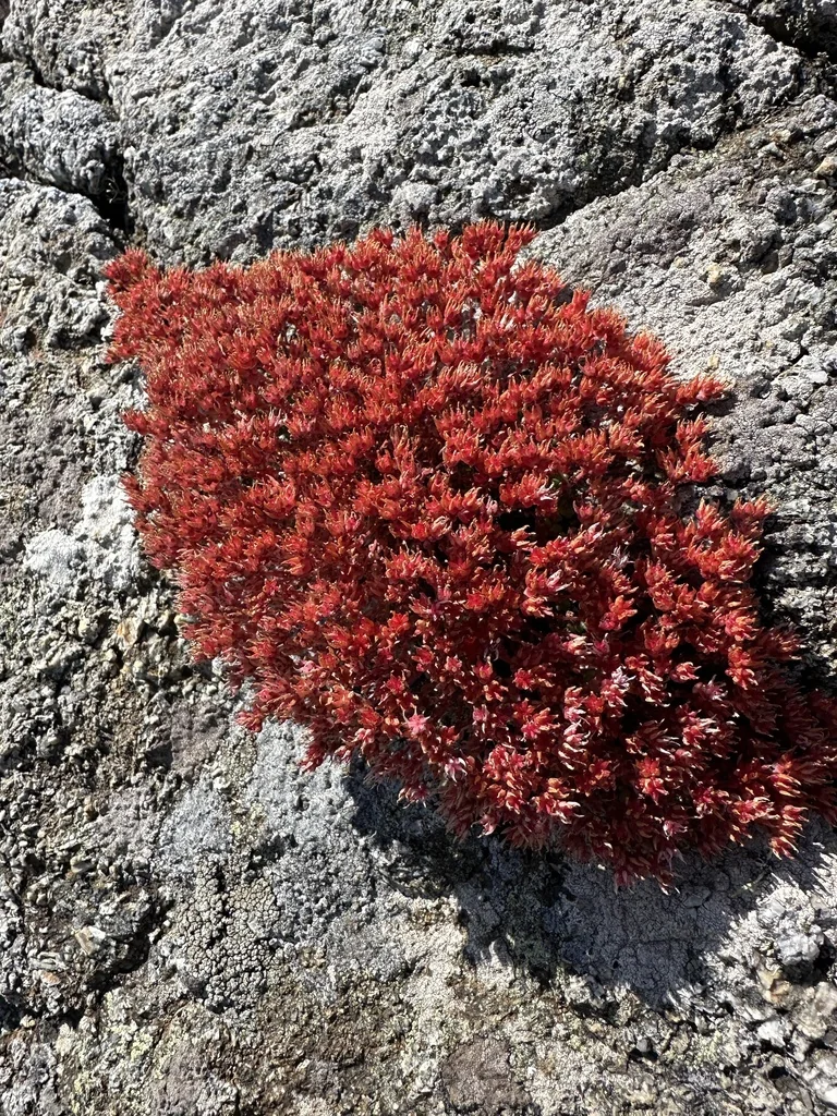 Sedum Anglicum