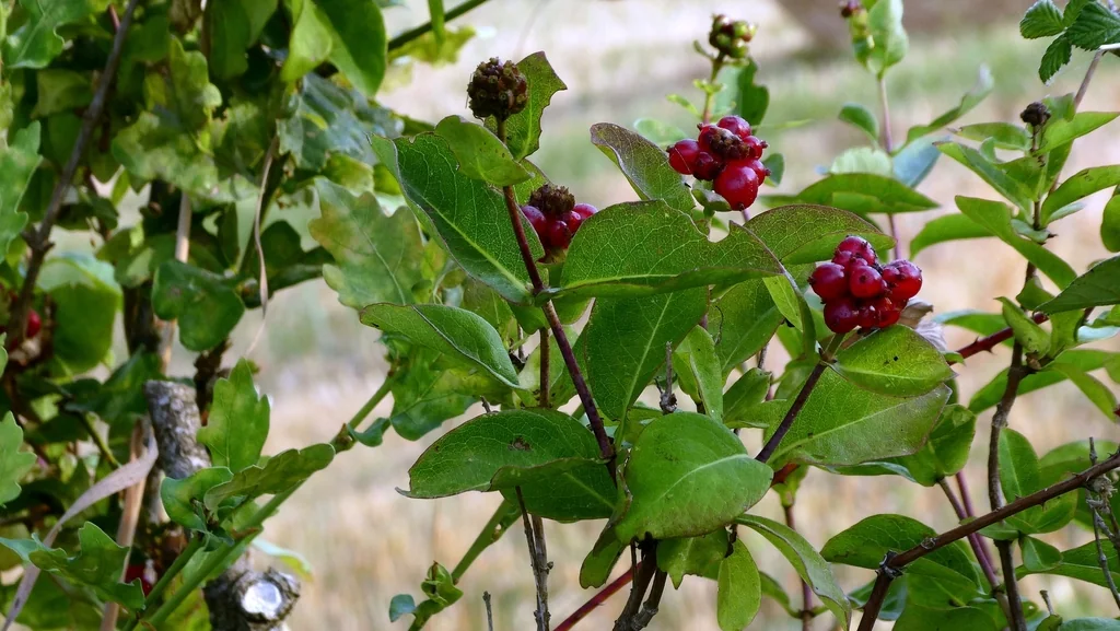 Lonicera periclymenum