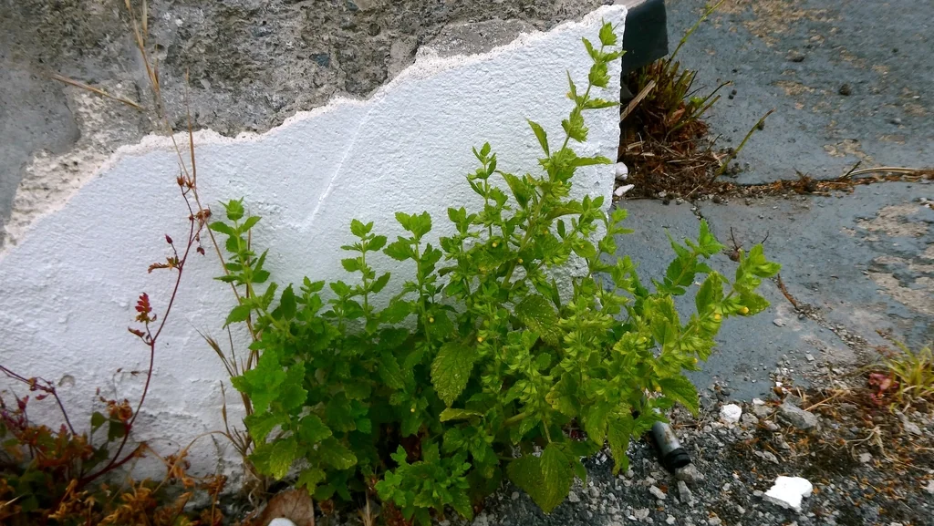 Melissa Officinalis