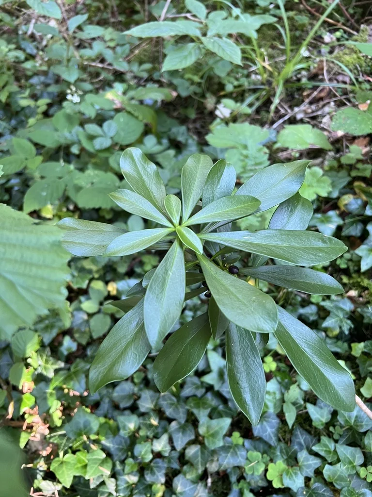 Daphne Laureola
