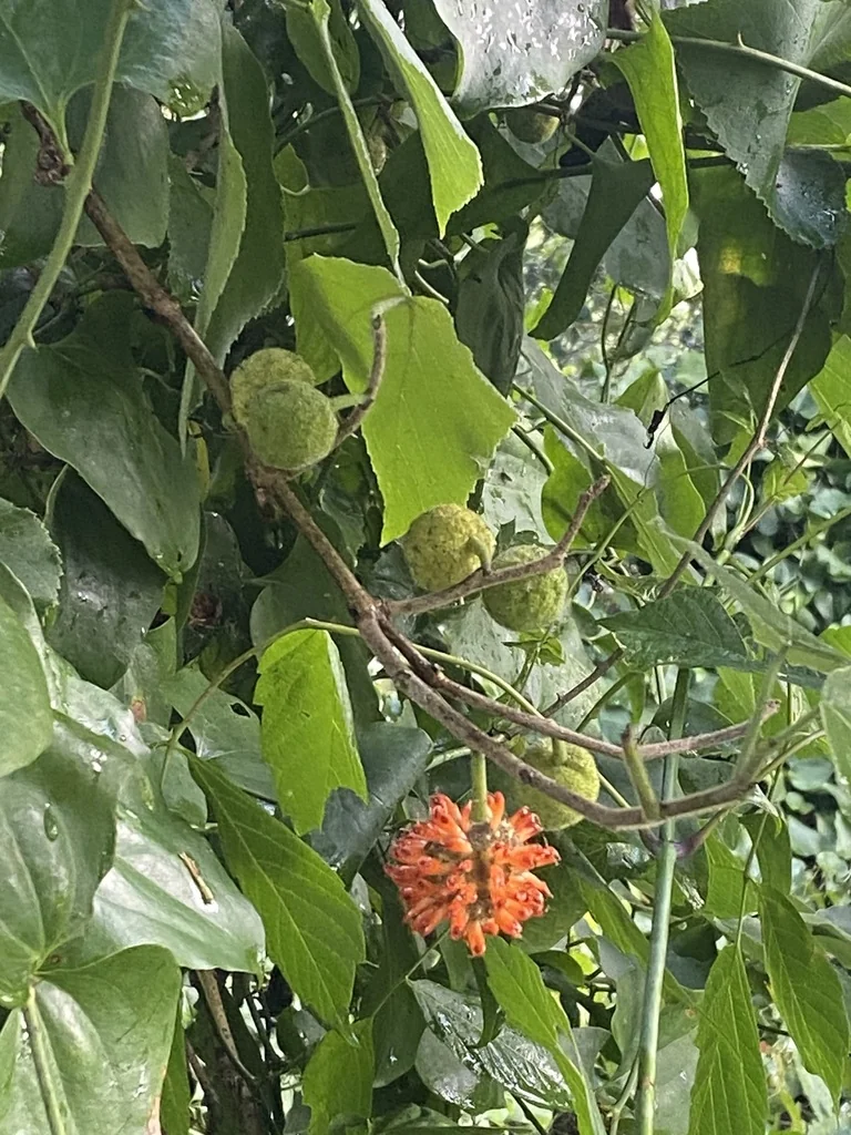 Broussonetia Papyrifera