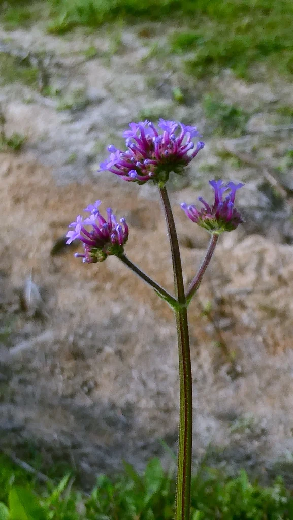 Verbena Bonariensis