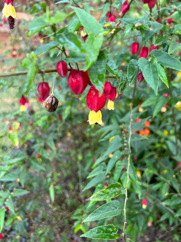 Abutilon Megapotamicum