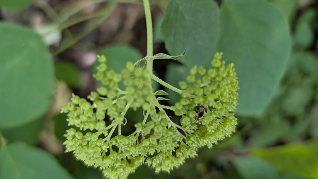 Hydrangea arborescens