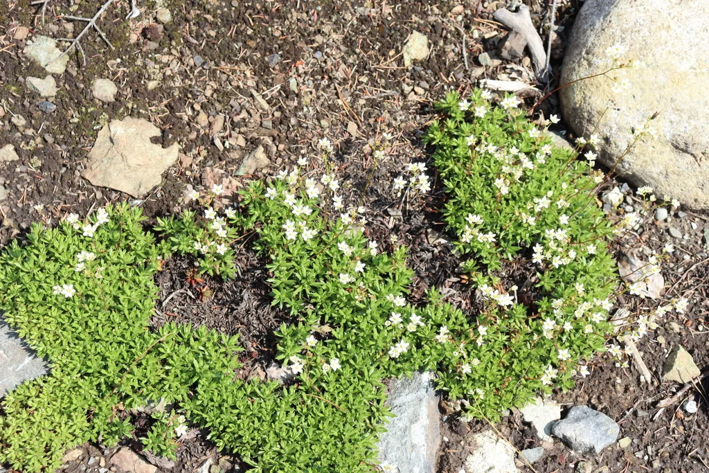 Saxifraga Tricuspidata