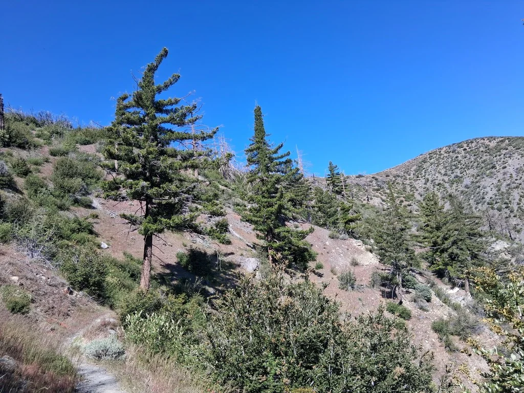 Pseudotsuga Macrocarpa
