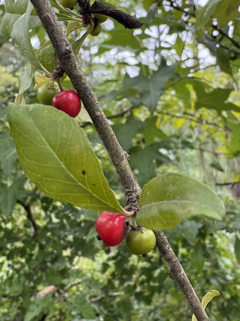 Ilex Decidua