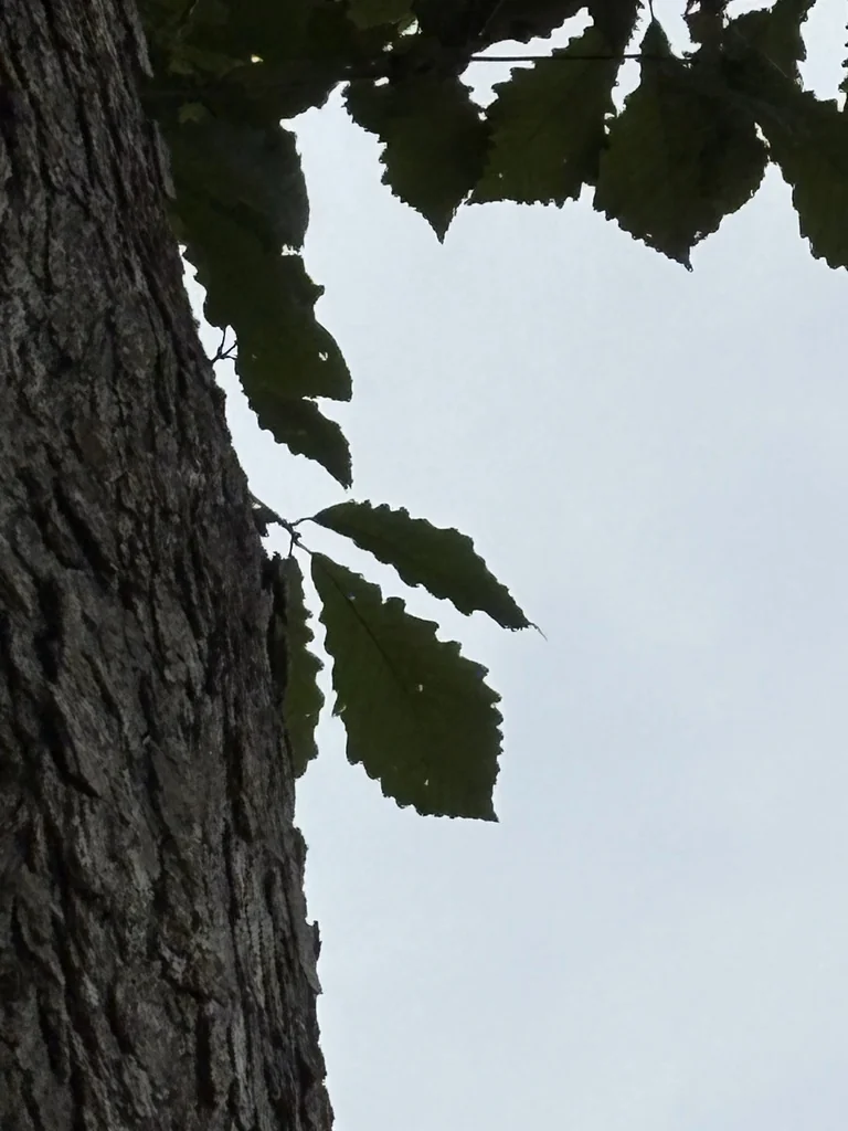 Quercus Michauxii