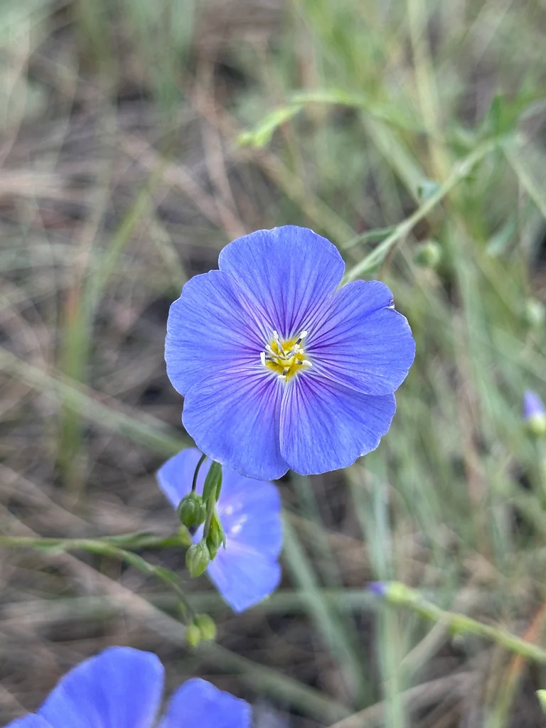 Linum Lewisii