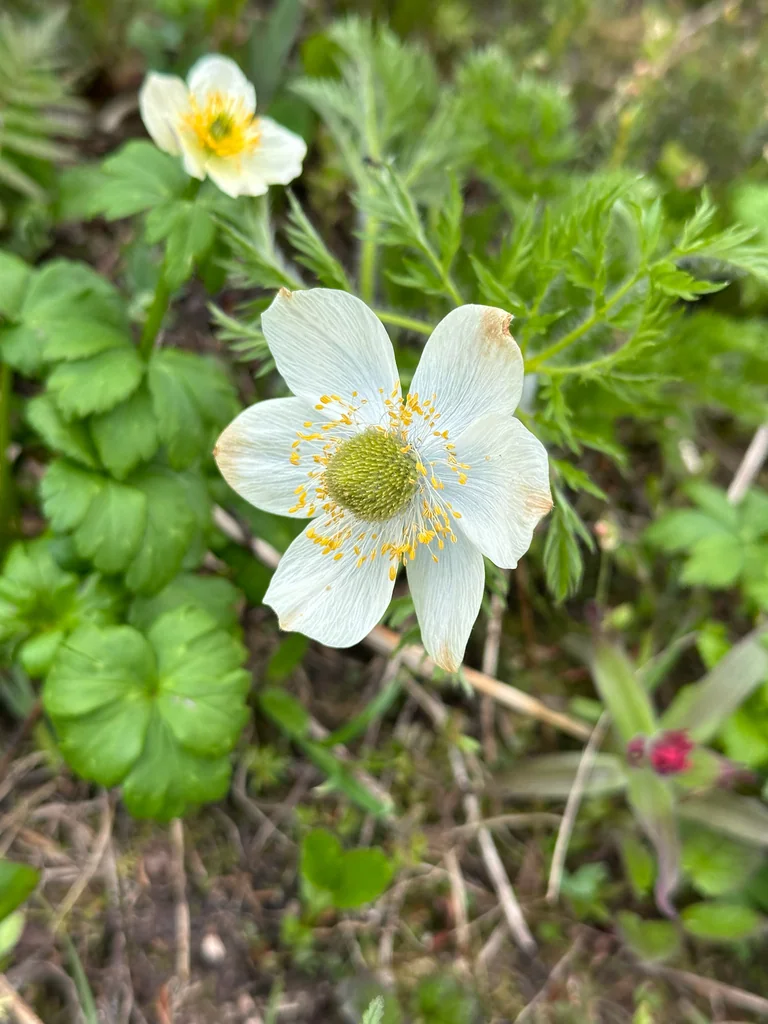 Anemone Occidentalis