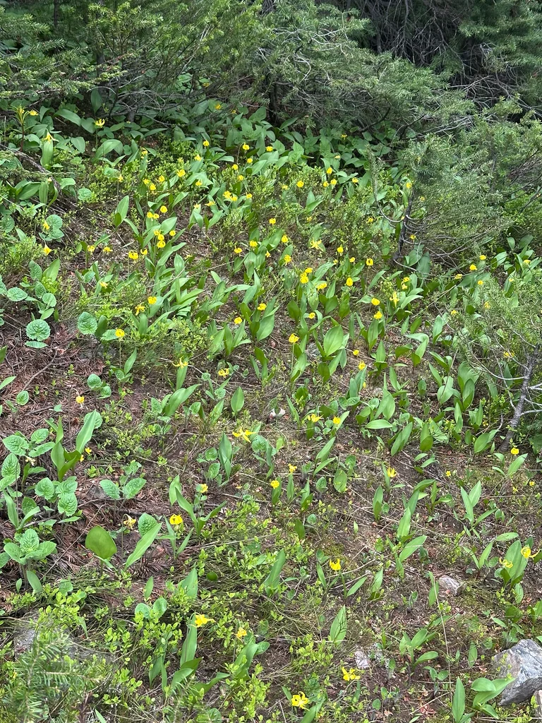 Erythronium Grandiflorum