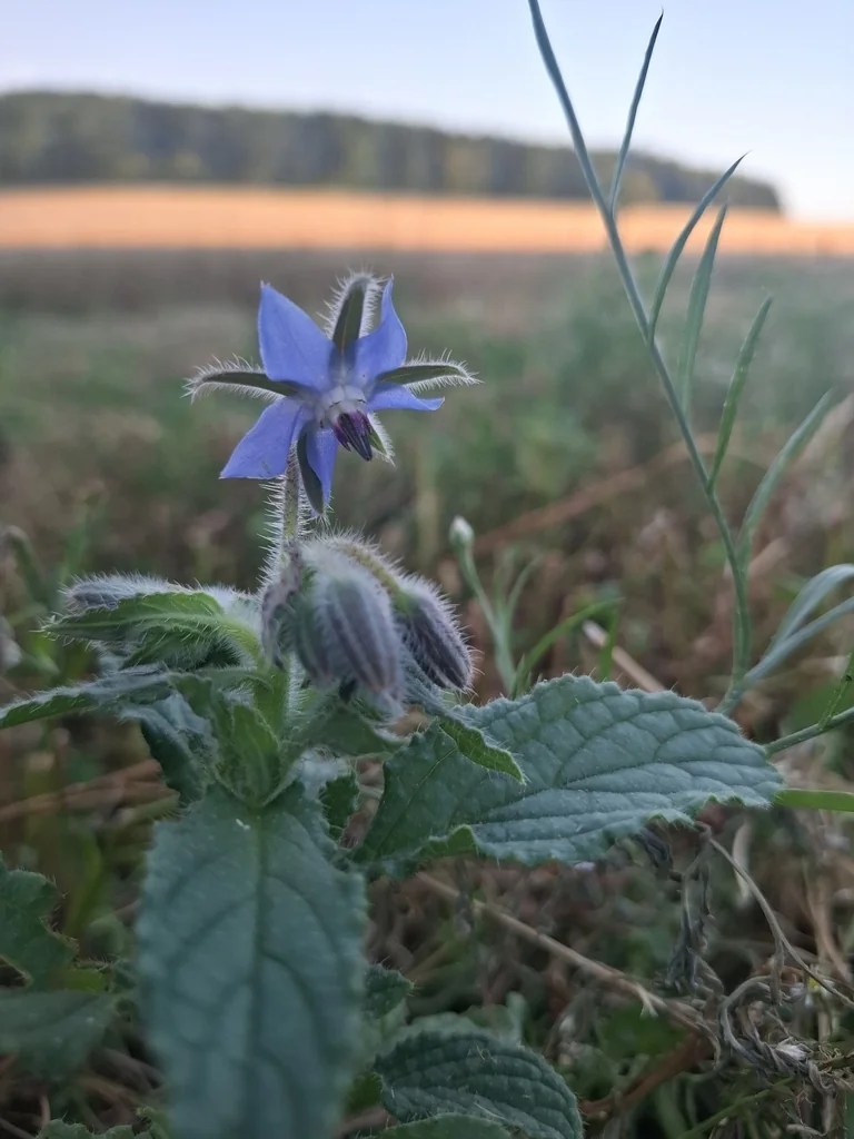 Borago Officinalis