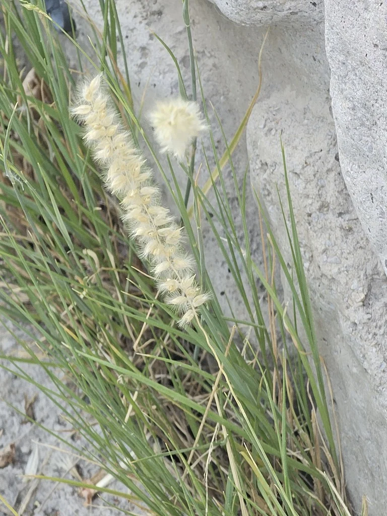 Melica Ciliata