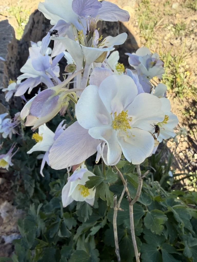 Aquilegia Caerulea