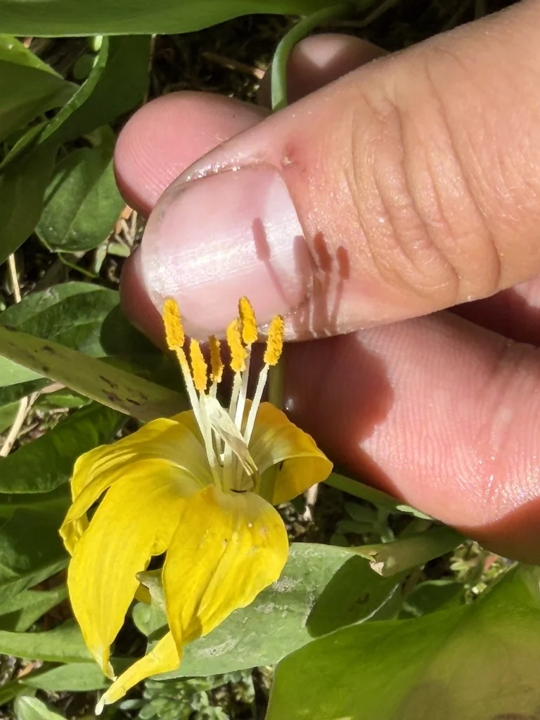 Erythronium Grandiflorum