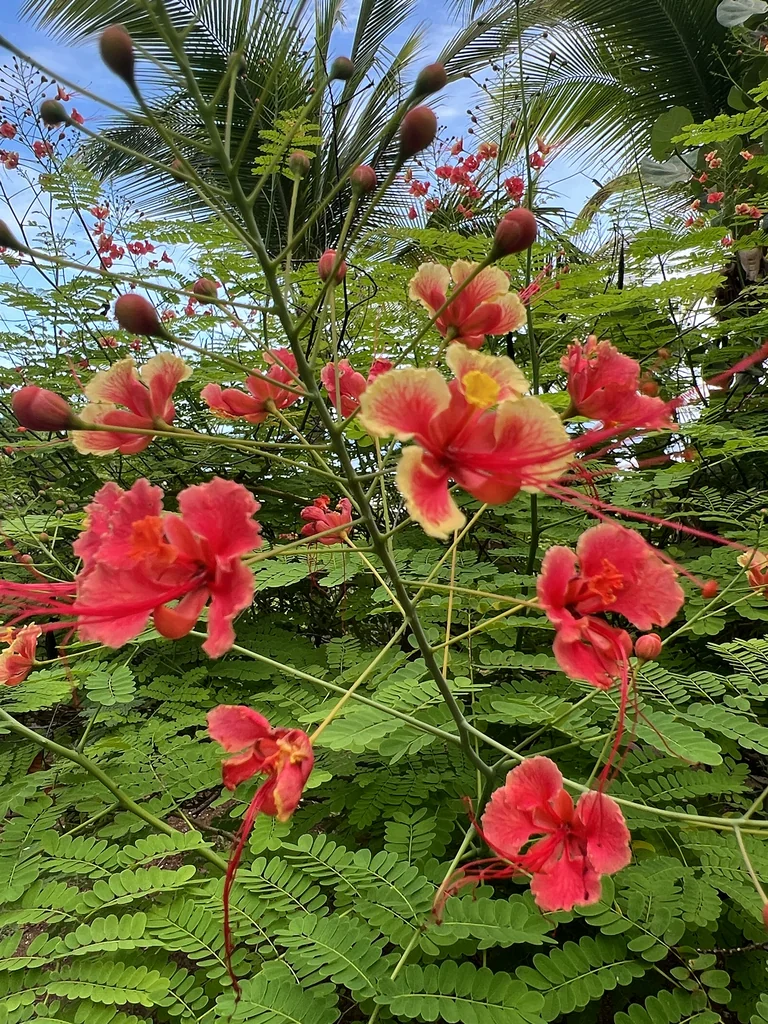 Caesalpinia Pulcherrima