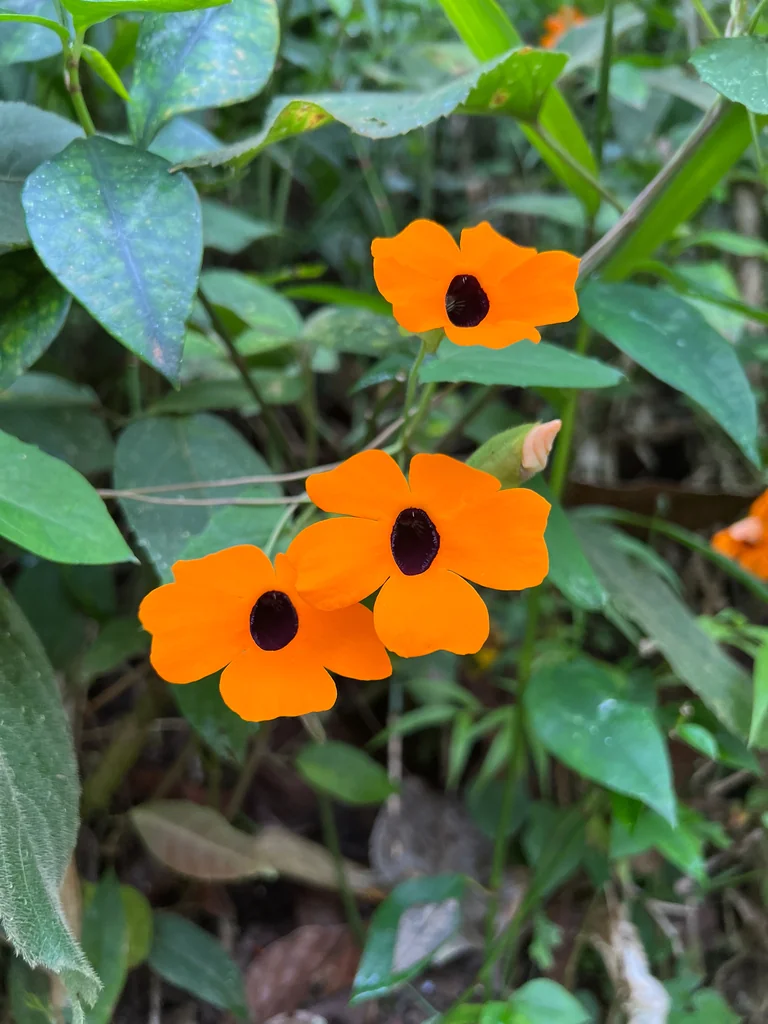 Thunbergia Alata