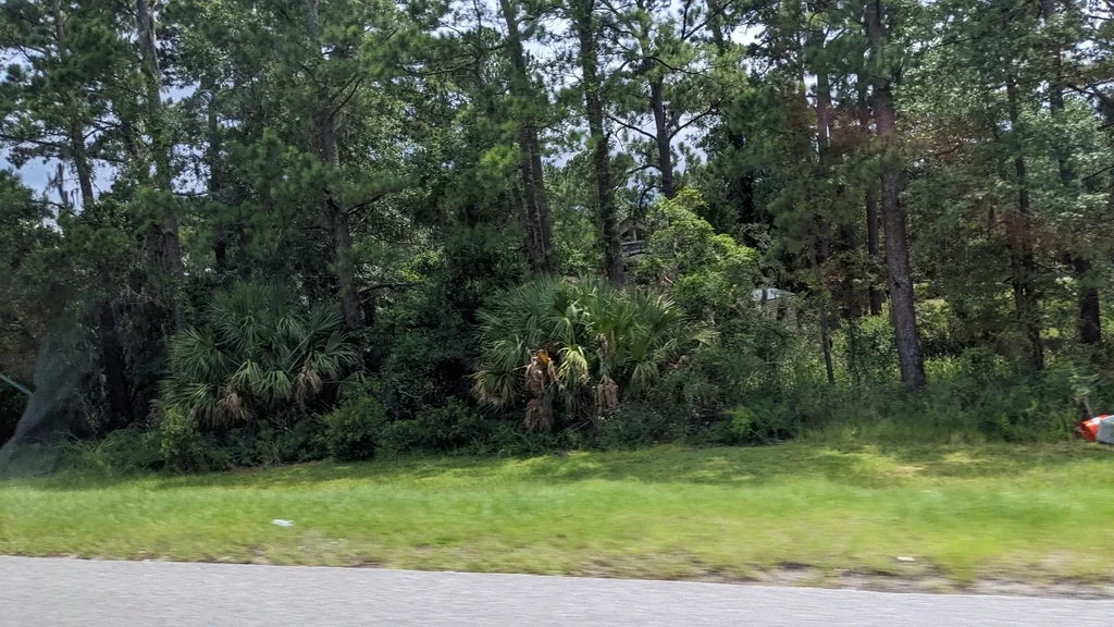 Sabal Palmetto