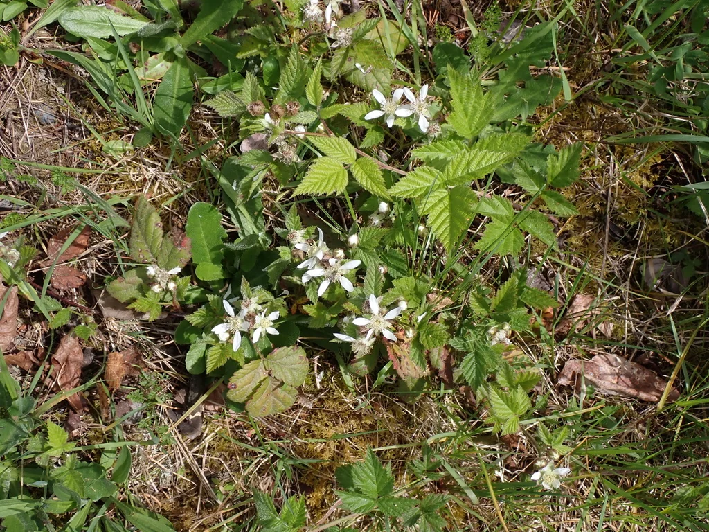 Rubus Ursinus