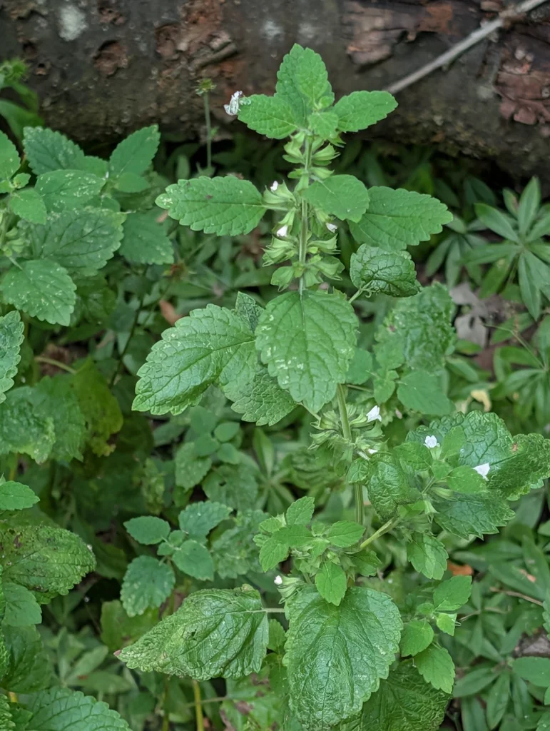 Melissa Officinalis