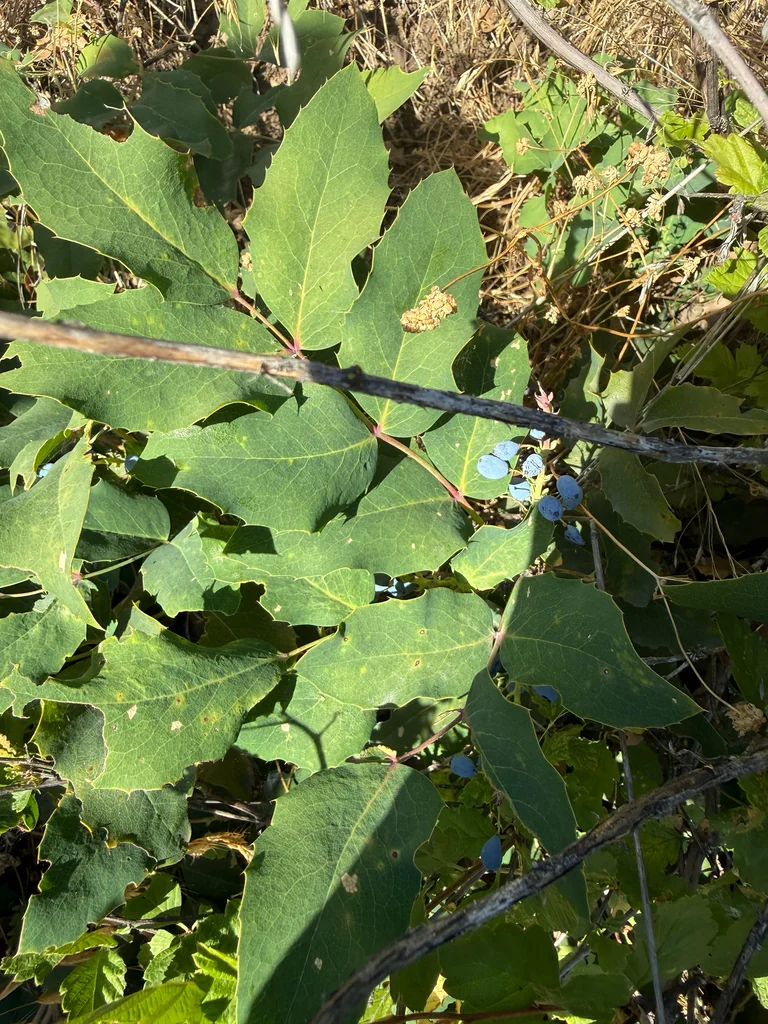 Mahonia Repens