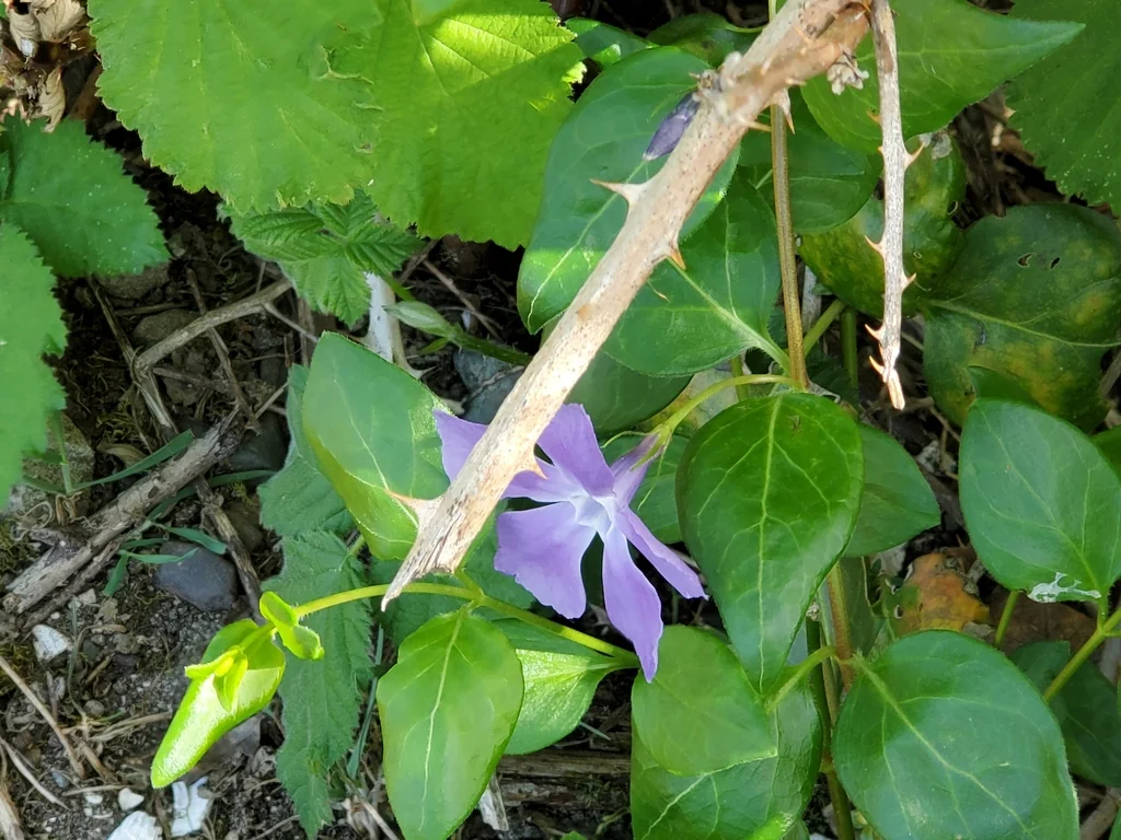 Vinca major