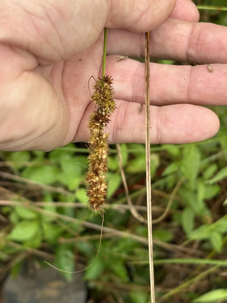 Carex Vulpinoidea
