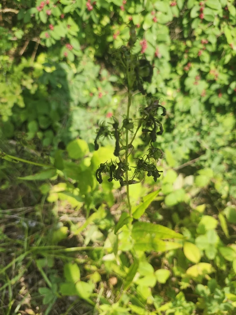Penstemon Digitalis