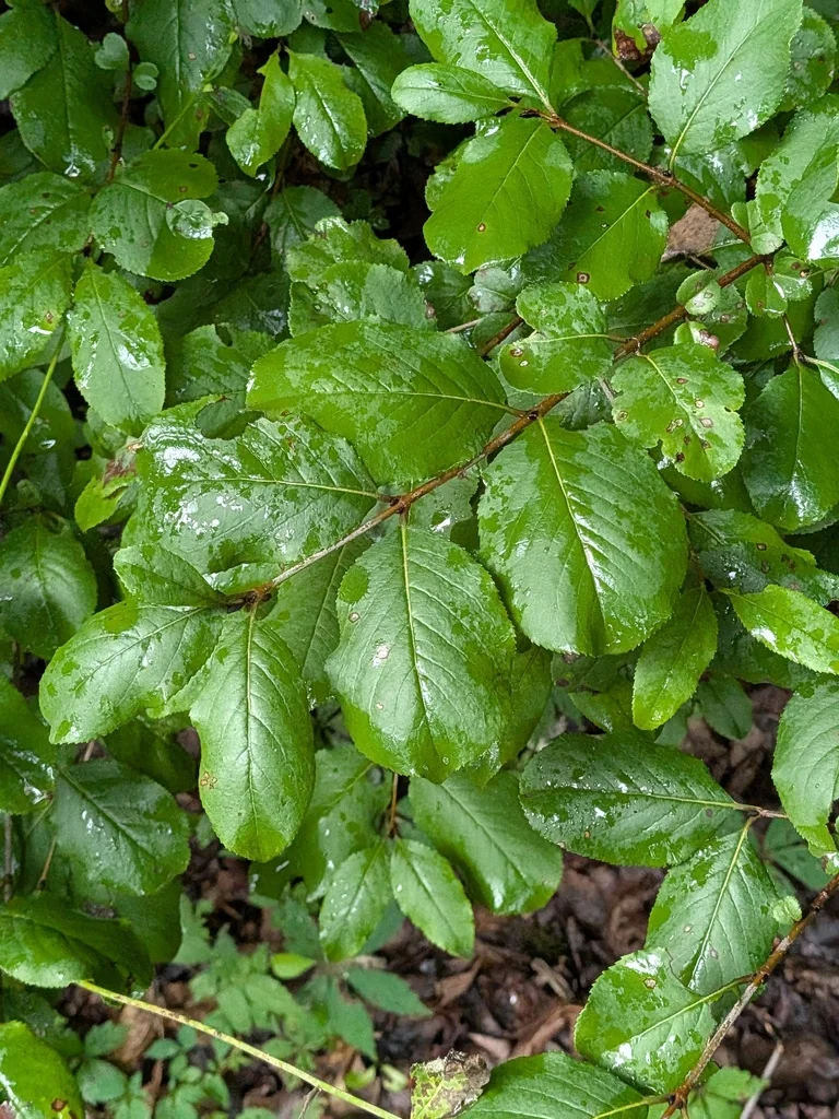 Viburnum rufidulum