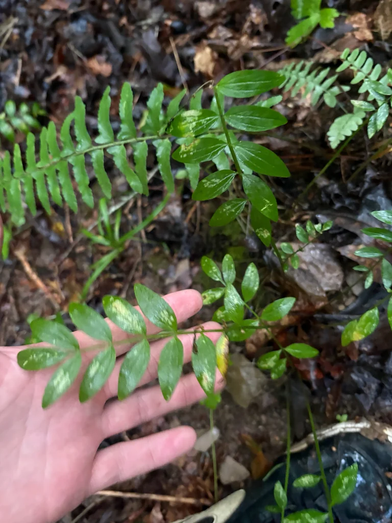 Polemonium Reptans