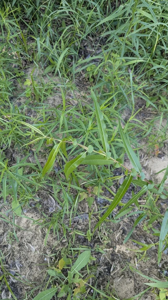 Salix Nigra