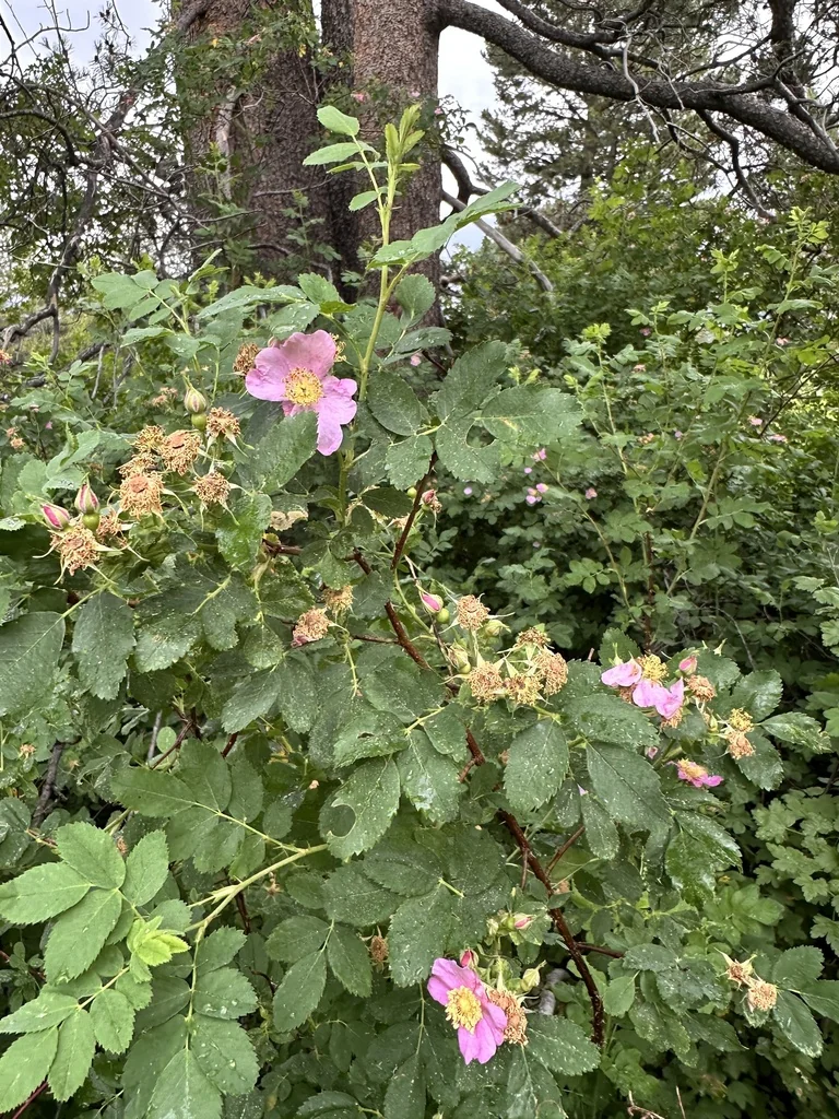 Rosa Woodsii