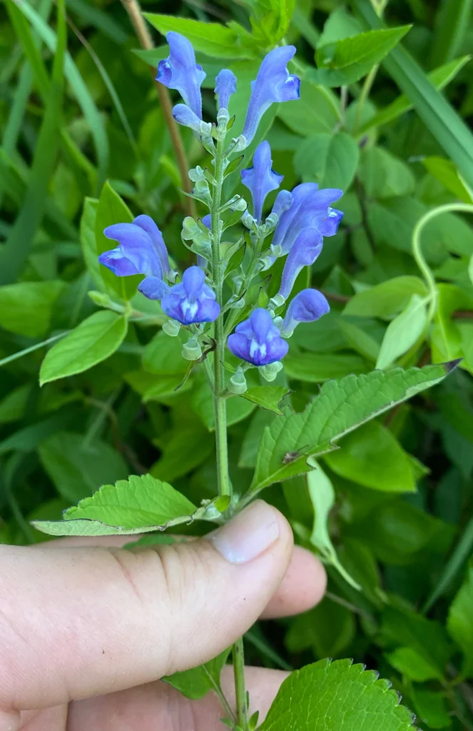 Scutellaria Incana
