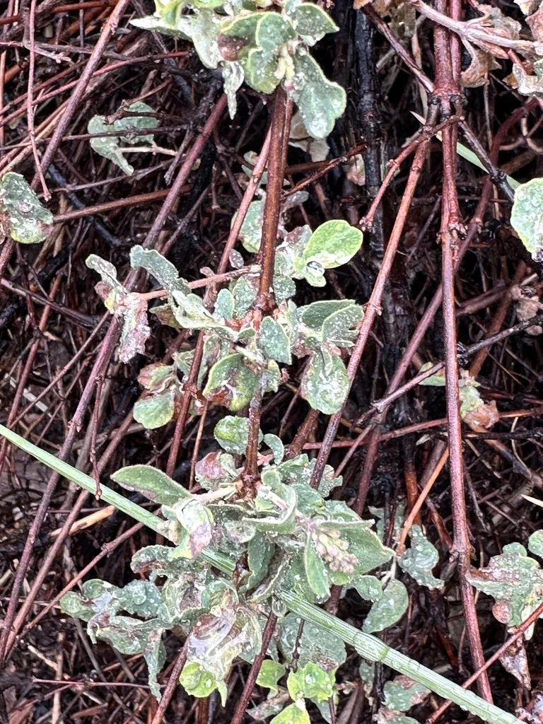 Symphoricarpos Mollis