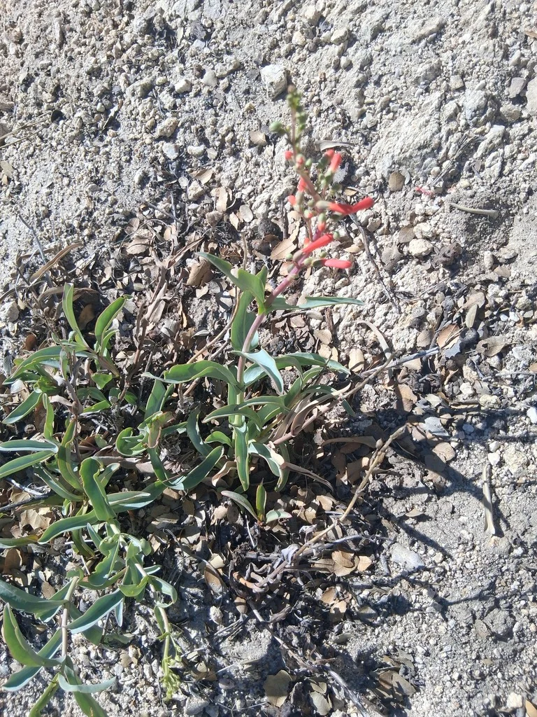 Penstemon Centranthifolius