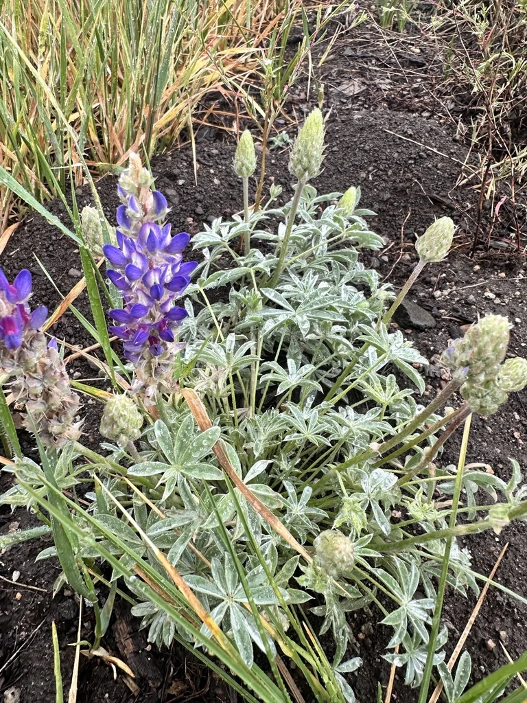 Lupinus Lepidus