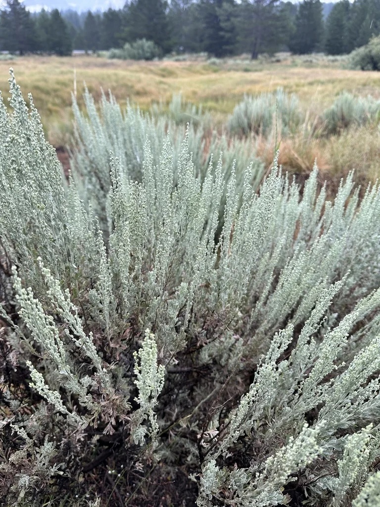 Artemisia Tridentata
