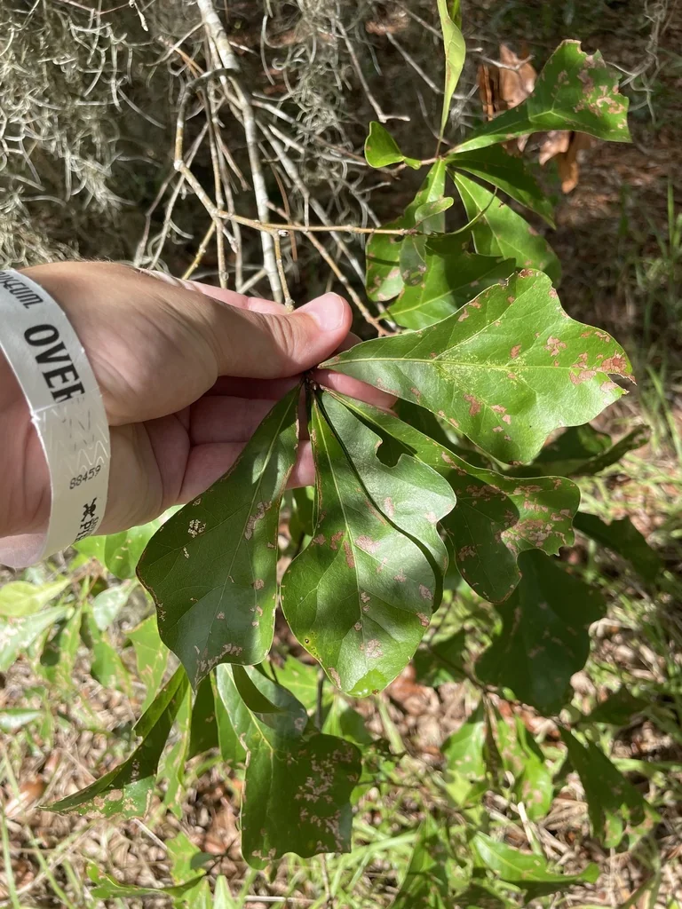 Quercus Nigra