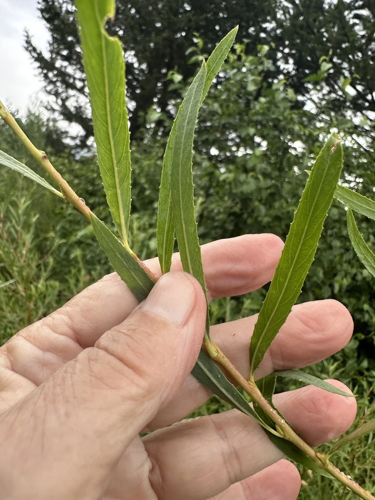 Salix Exigua