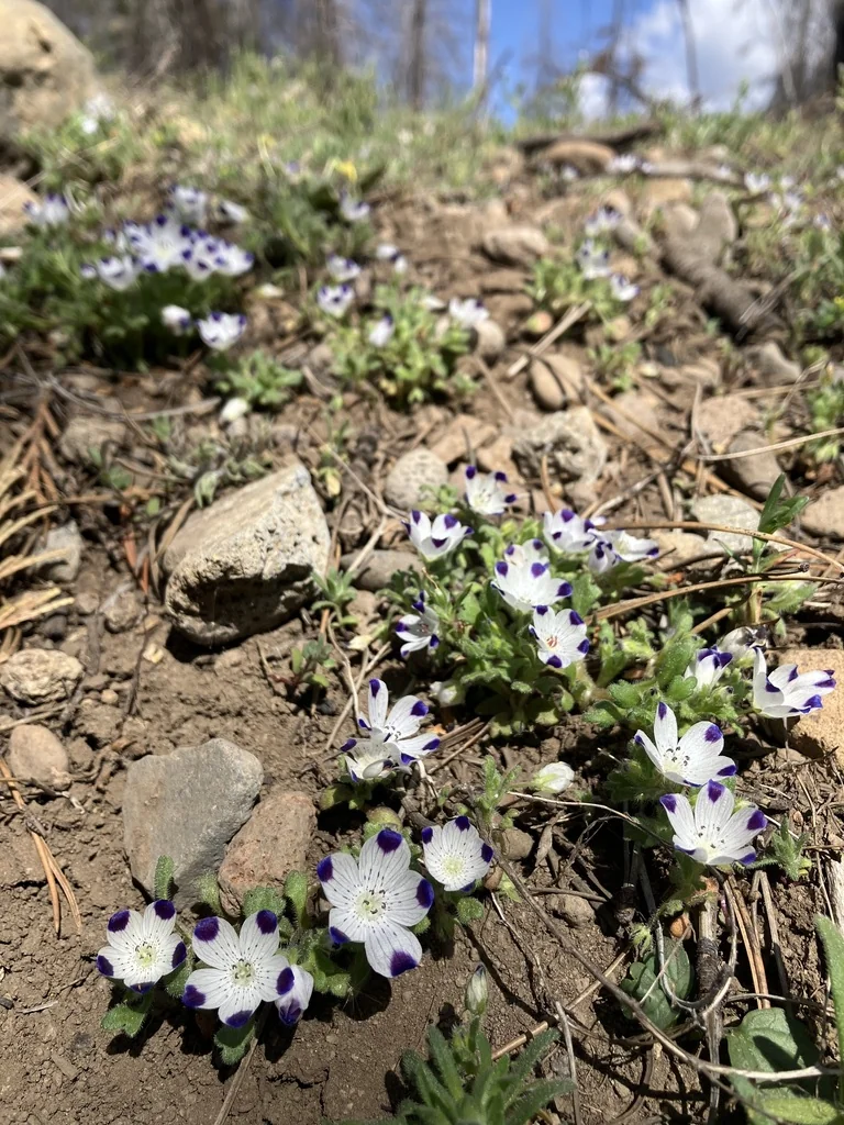 Nemophila Maculata