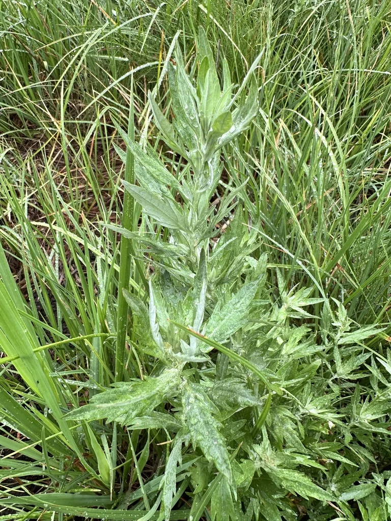 Artemisia Douglasiana