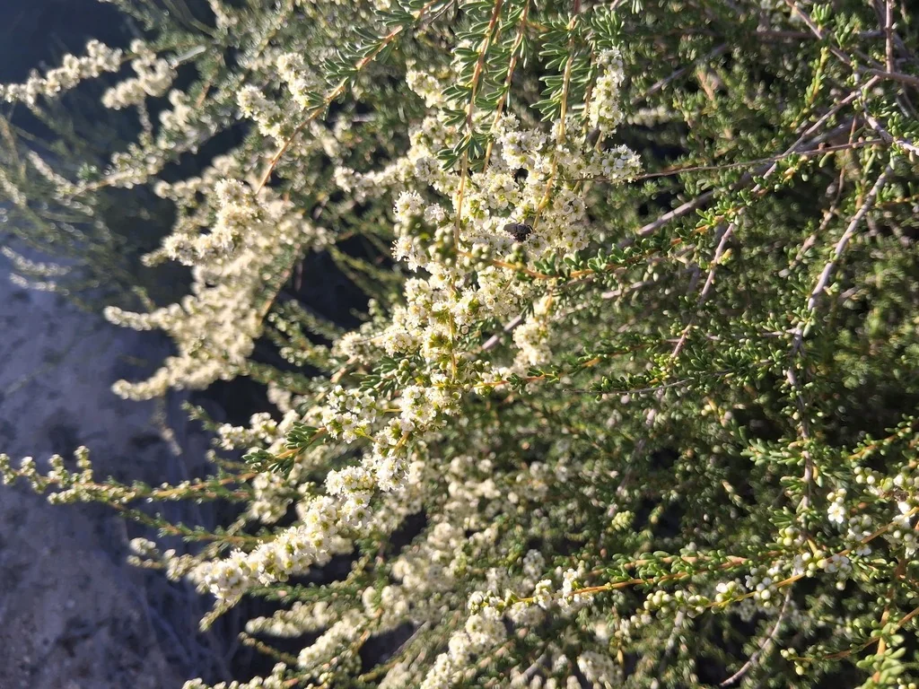 Adenostoma Fasciculatum
