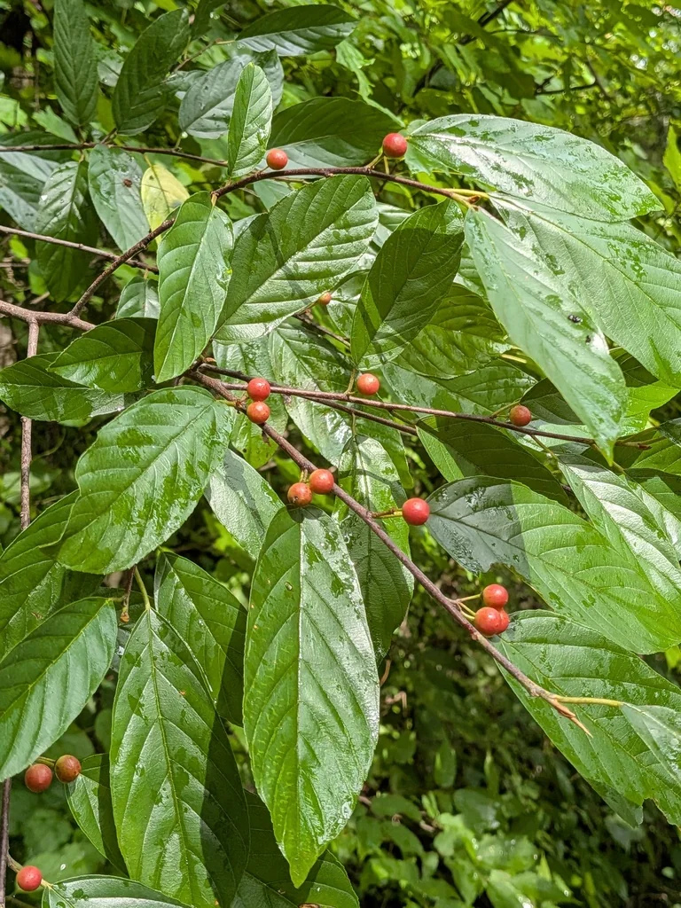 Rhamnus Caroliniana