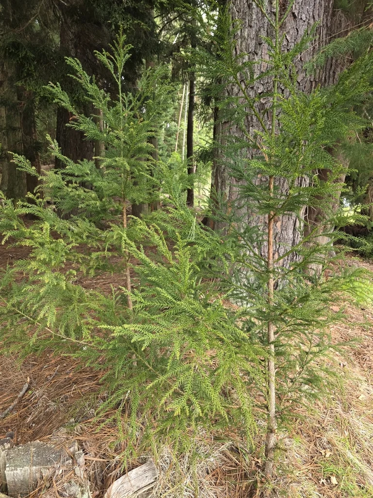 Cryptomeria Japonica