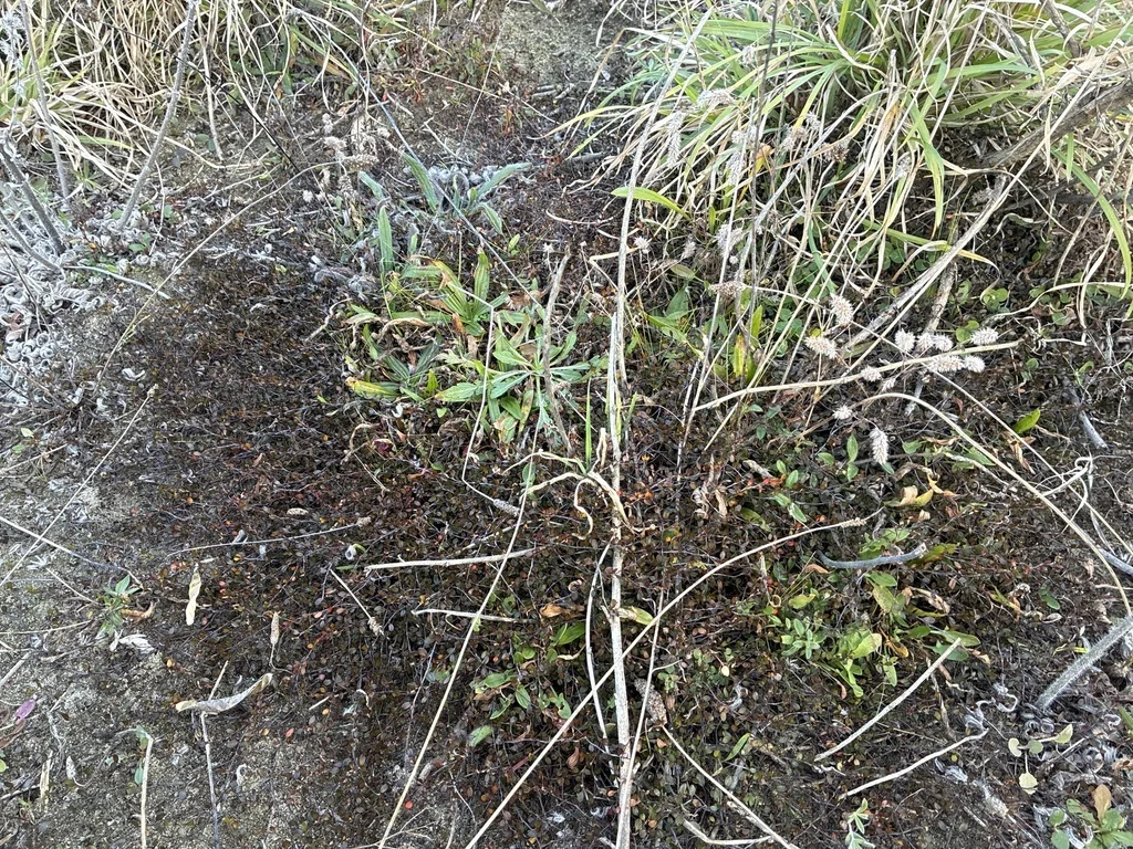 Muehlenbeckia axillaris