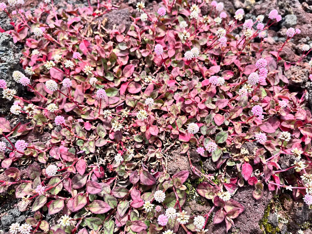 Persicaria Capitata