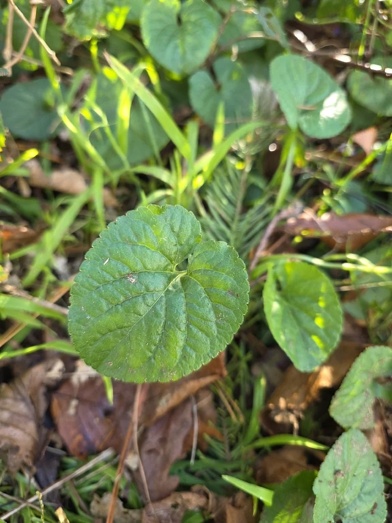 Viola Odorata